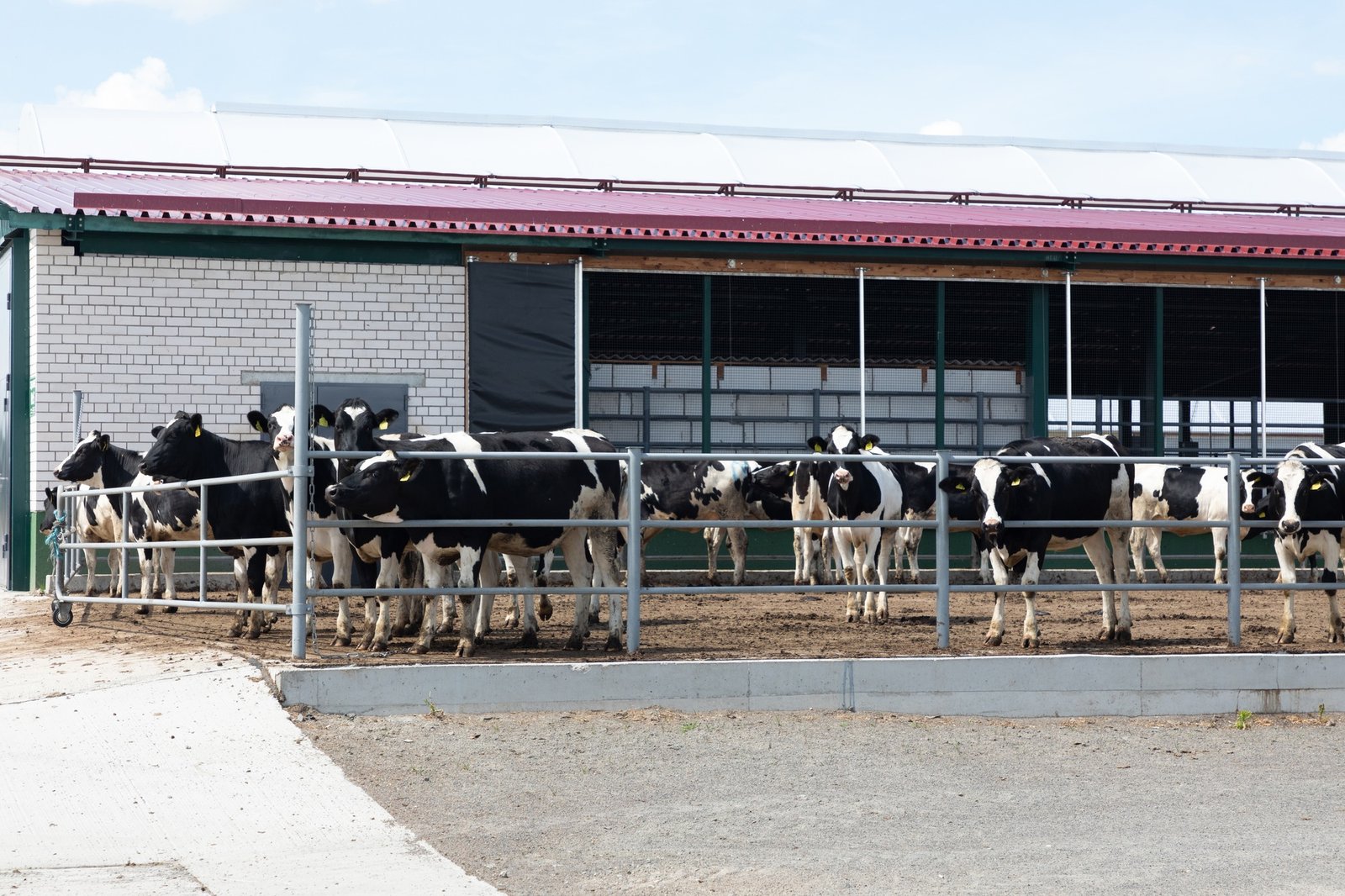a group of young dairy heifers on a modern open dairy farm