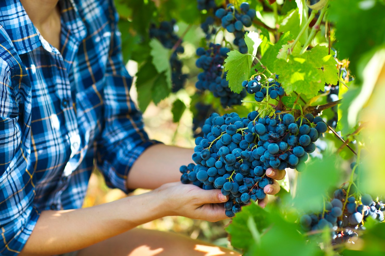 Grapes harvest. Farmer with freshly harvested grapes.