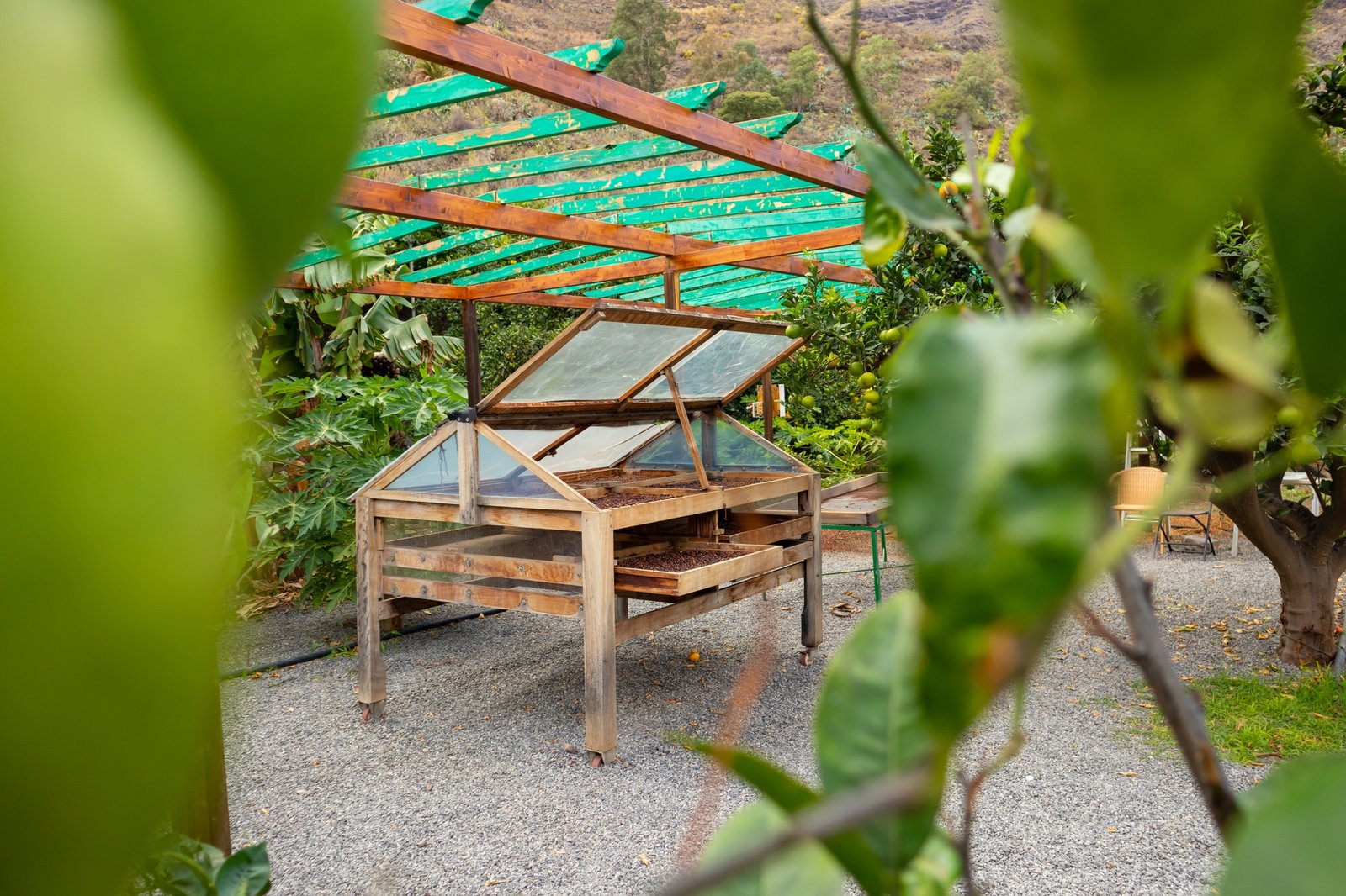 Organic Coffee Beans Drying In Crates at Farm