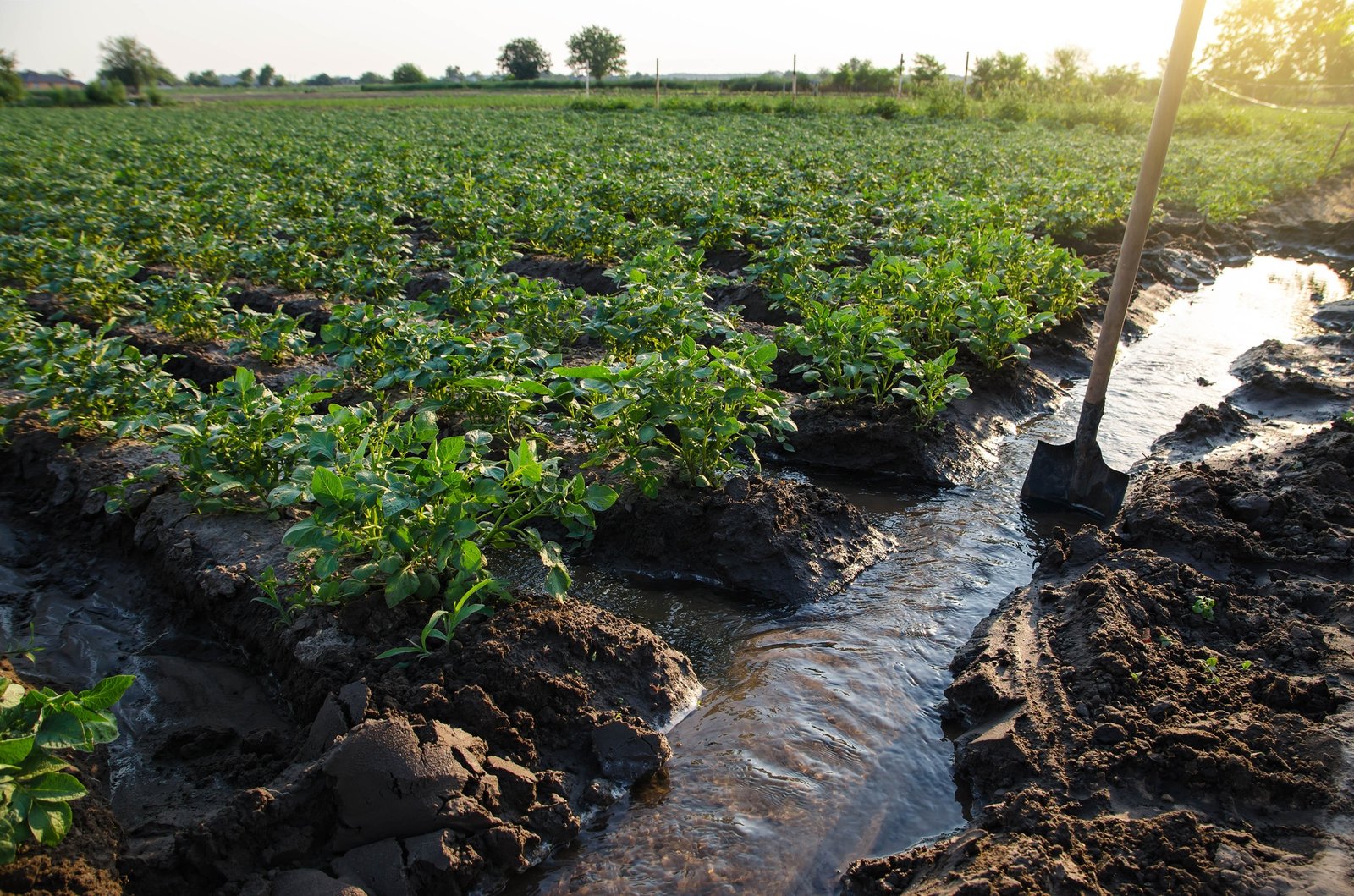 Potato plantation watering management.