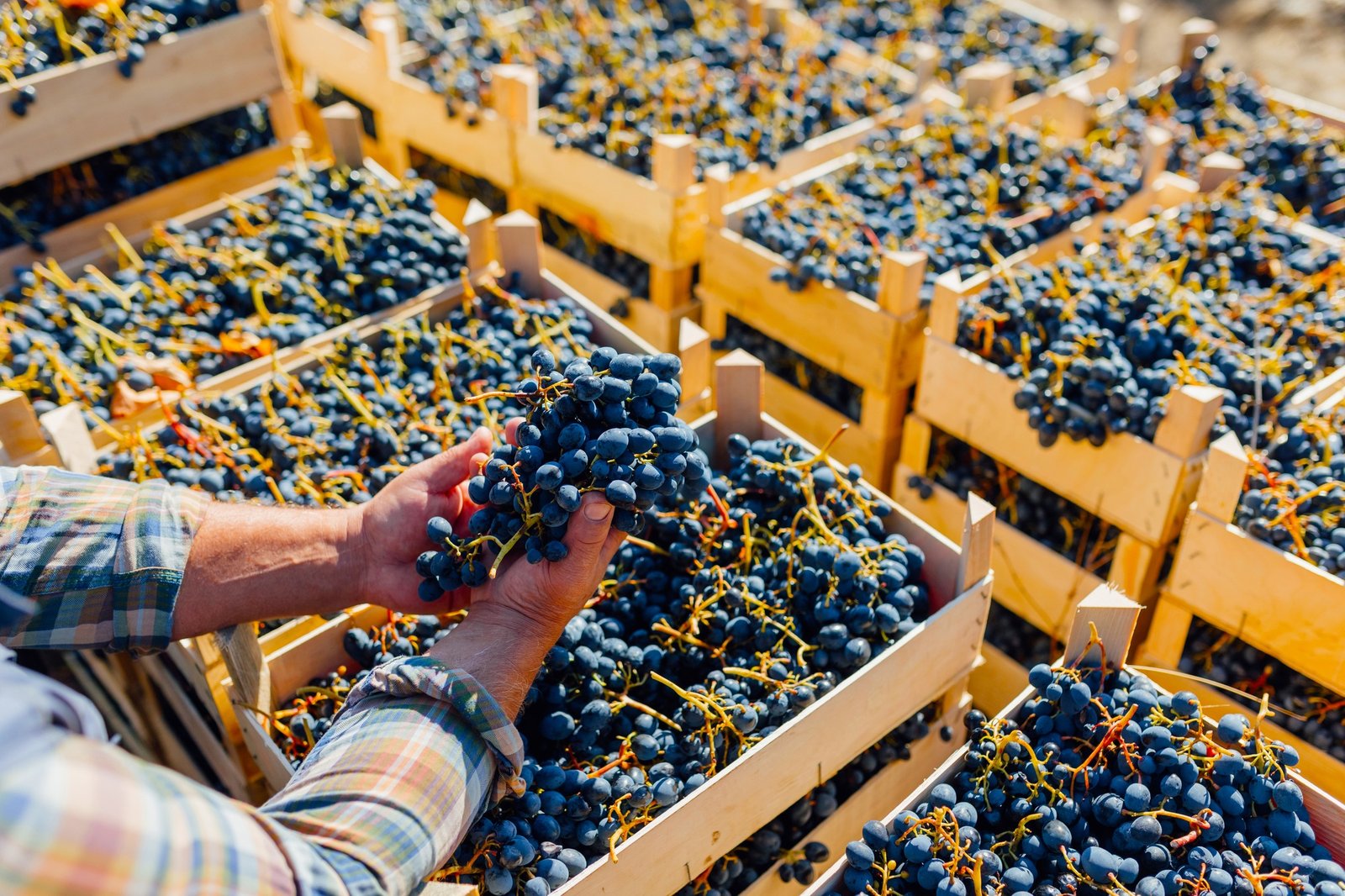 Precision Harvest Inspection Senior Agronomist Assessing Grape Quality in Vineyard Close Up