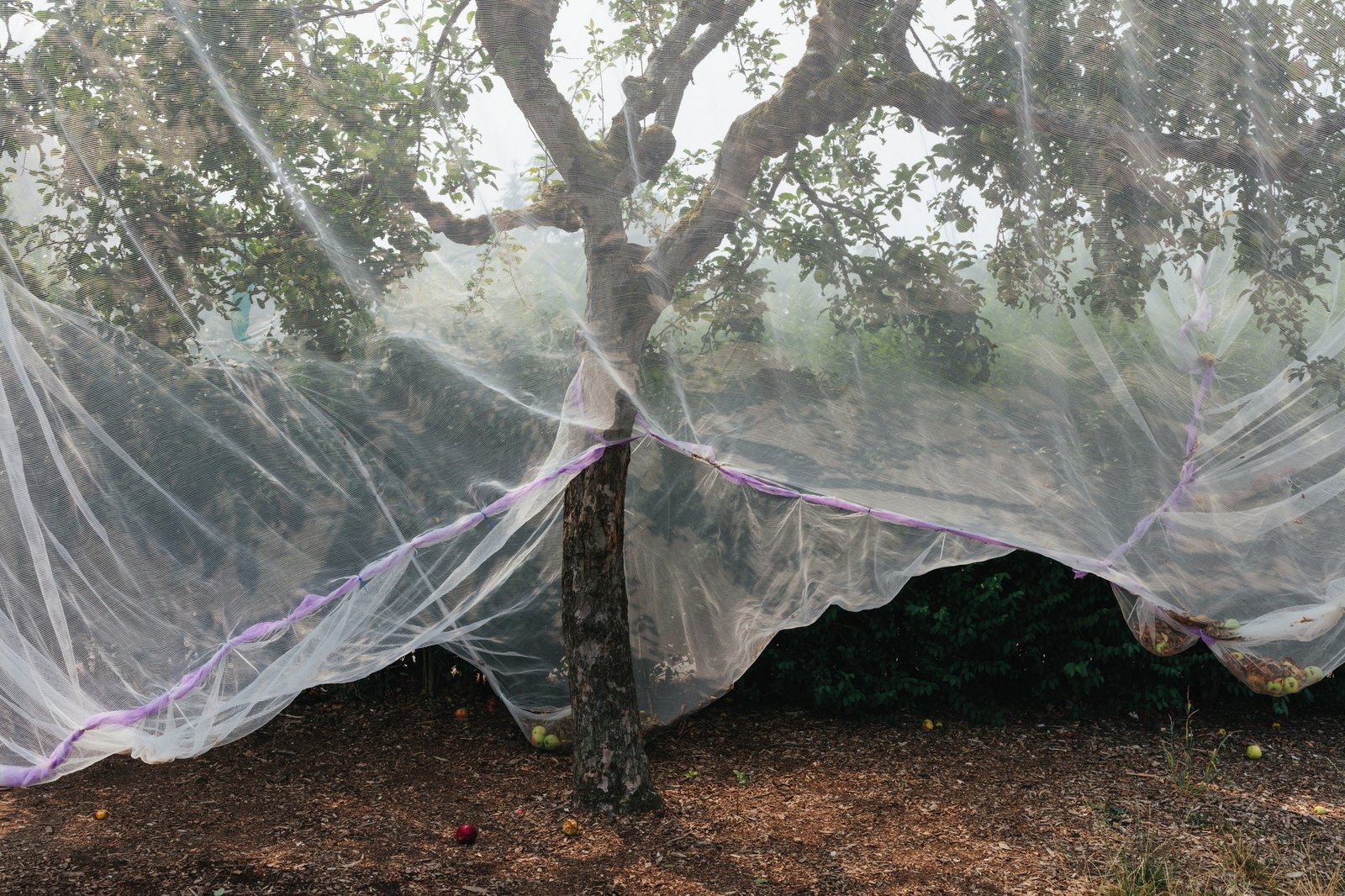 Protective mesh fabric covering apple trees in fruit in summer, pesticide free crop protection